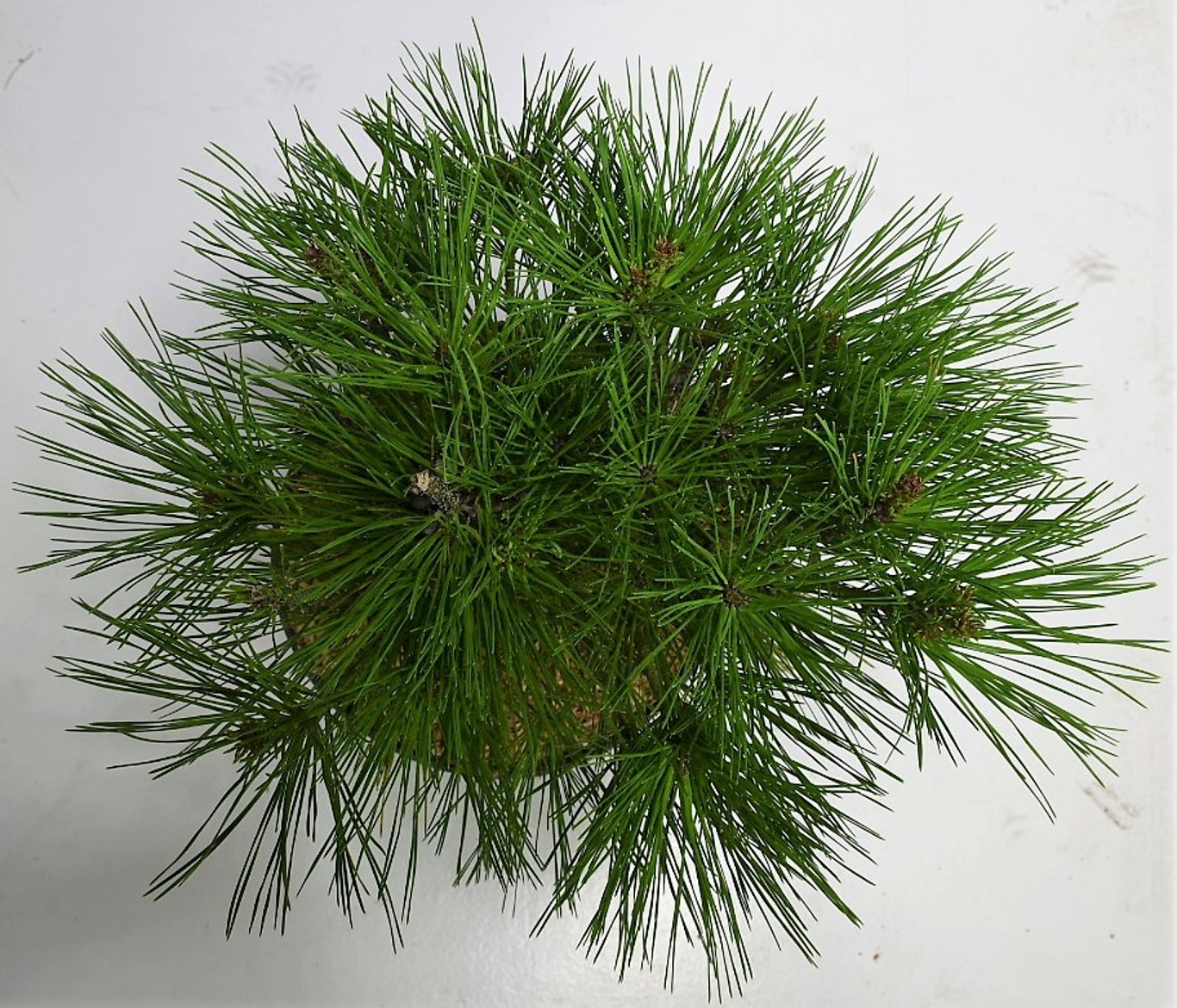 Pinus d. 'Alice Verkade' - C7.5 40-50 CM